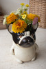 KALALOU CDV2331 CERAMIC FRENCH BULLDOG PLANTER