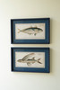 KALALOU CHH1556 SET OF TWO NAVY FRAMED FISH PRINTS UNDER GLASS