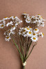 KALALOU CHAL1067 CHAMOMILE BUNDLE (6 STEMS) - WHITE