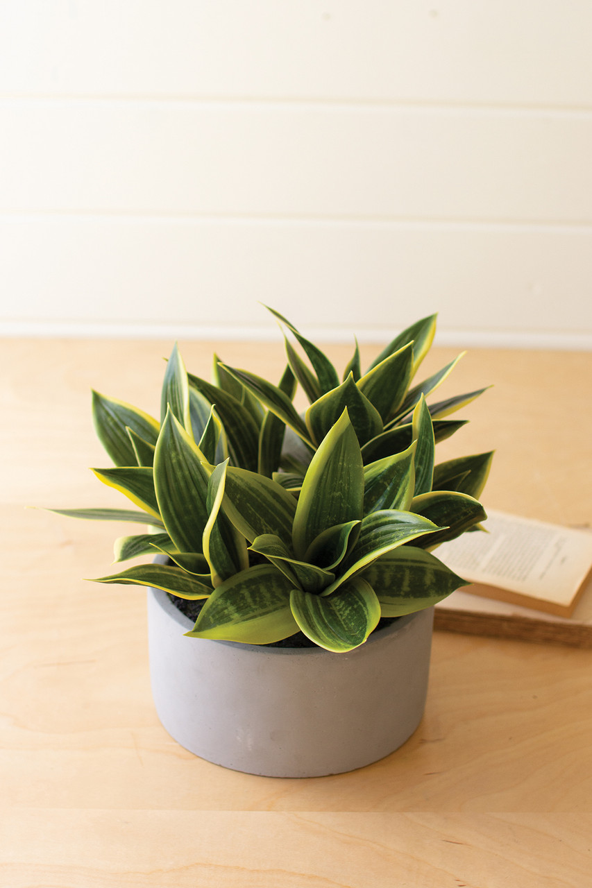 KALALOU CYF1346 12" ARTIFICIAL MOTHER IN LAW TONGUE IN A POT