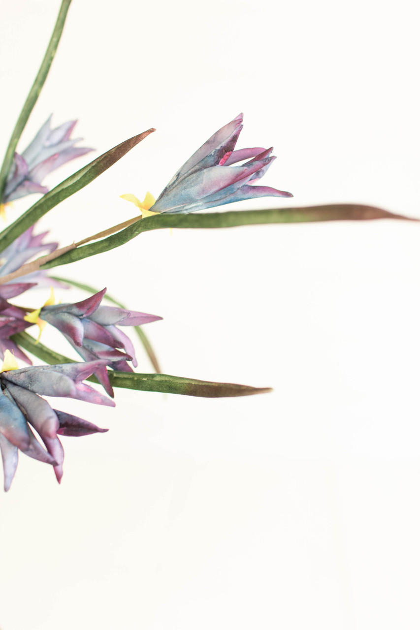 KALALOU CLX3384 BOTANICA #3384