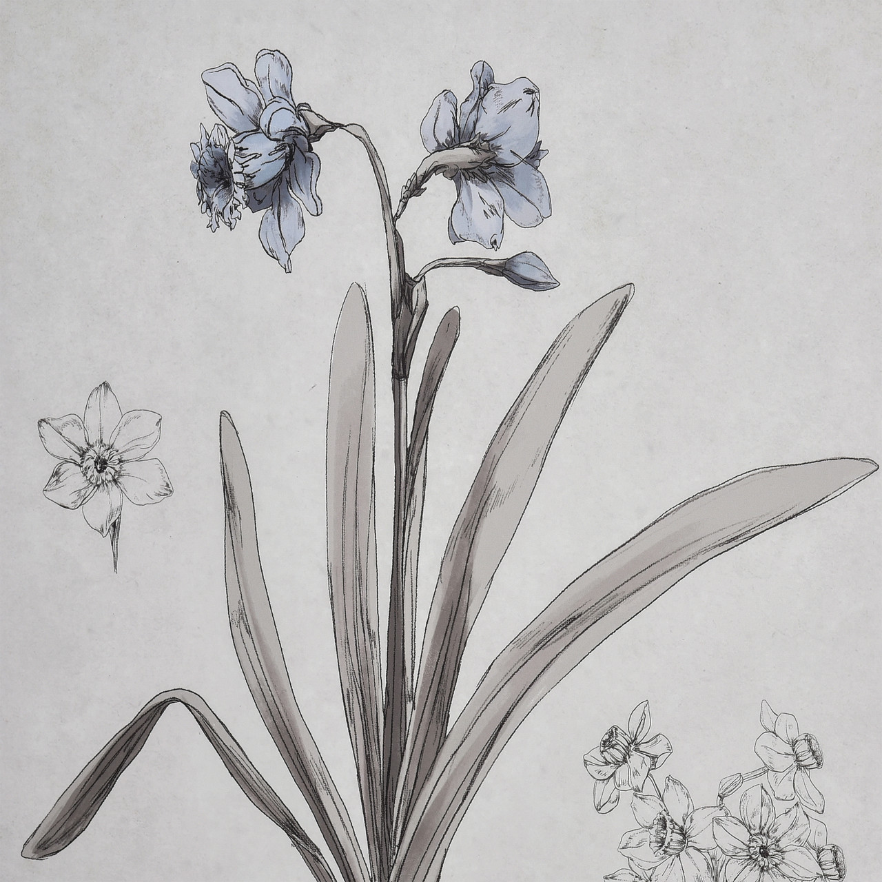 ELK HOME S0056-10634 Daffodil Botanic Framed Wall Art