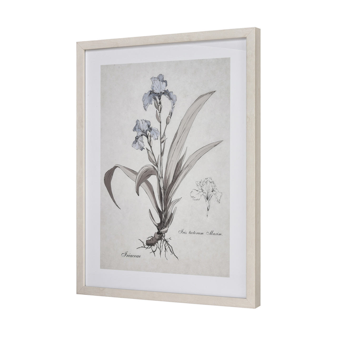 ELK HOME S0056-10633 Iris Botanic Framed Wall Art