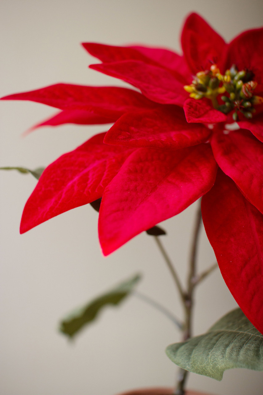 KALALOU CYGA1011 ARTIFICIAL POINSETTIA IN A CEMENT POT - RED
