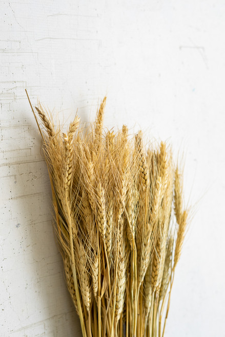 KALALOU NTRP1056 7 OZ. BUNDLE OF NATURAL WHEAT STEMS