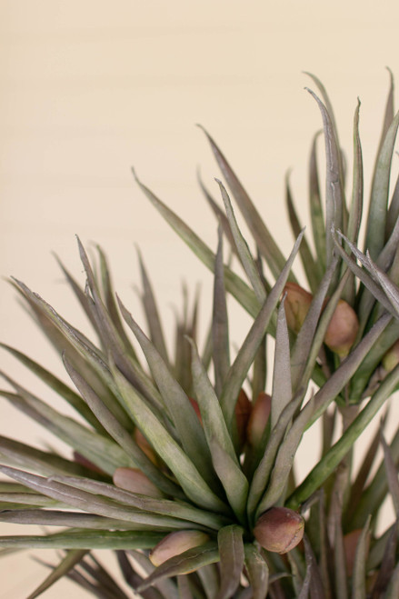 KALALOU CLX3365 BOTANICA #3365