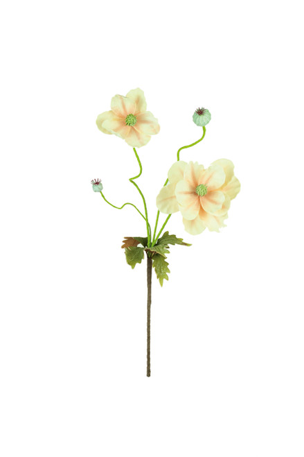 KALALOU CSL2798 BOTANICA #2798