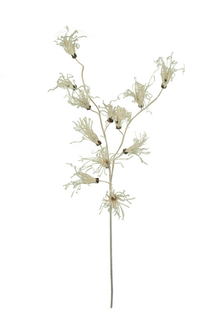 KALALOU CSL2801 BOTANICA #2801