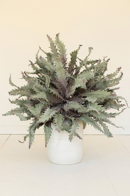 KALALOU CLX3658 BOTANICA #3658