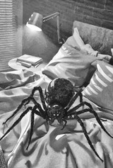 The Resort (preorder)