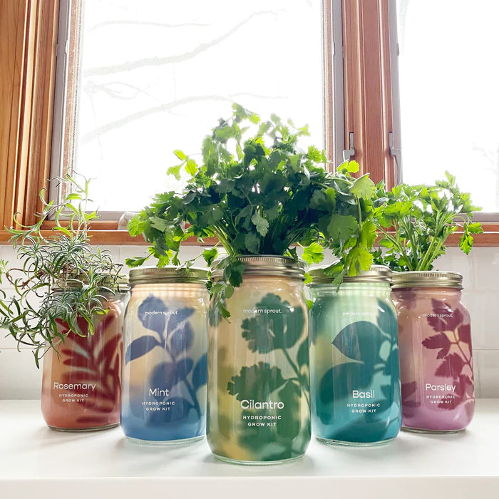 Garden Jar Hydroponic Herbs by Modern Sprout | Jenny K.