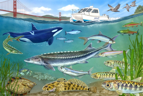 Under the Bay with San Francisco Baykeeper 300-Piece Puzzle from Oakland Puzzle Company