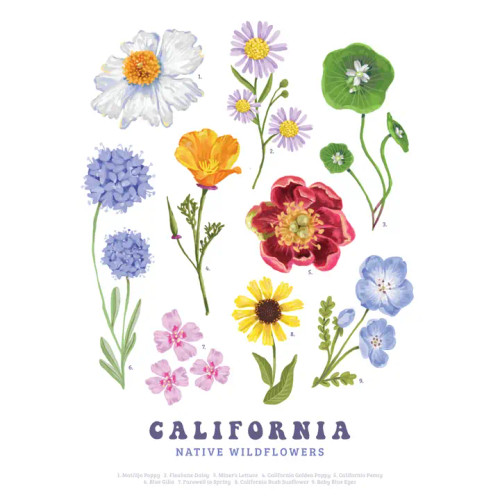 California Native Wildflowers Art Print from Brenna Daugherty