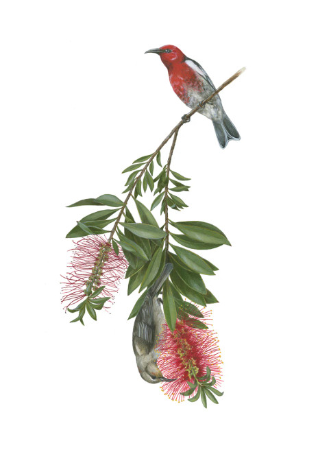 Erin E. Hunter: Pollinators Boxed Notecard Assortment from Pomegranate