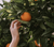 Absolutes Orange Blossom Roll-on .33 oz from Panier Des Sens