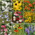 Scatter Garden Wildflower from Potting Shed Creations
