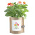 Garden in a Bag Thank You – Zinnia from Potting Shed Creations