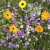 Scatter Garden Fragrant Flower from Potting Shed Creations