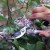 Garden Pruners Lavender by Modern Sprout
