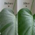 Protect Organic Leaf Spray – 16.9 oz by We The Wild Plant Care
