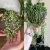 Houseplant Care Essentials Organic Starter Kit by We The Wild Plant Care