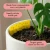 Gnat Sticky Traps with Tin Box by We The Wild Plant Care