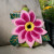 Dahlia Star Birdhouse from dZi Handmade