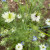 Love in a Mist Flower