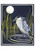 Molly Hashimoto: Black-crowned Night Heron Notecard