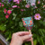 Pollinator Seed Pops by Modern Sprout - Butterfly