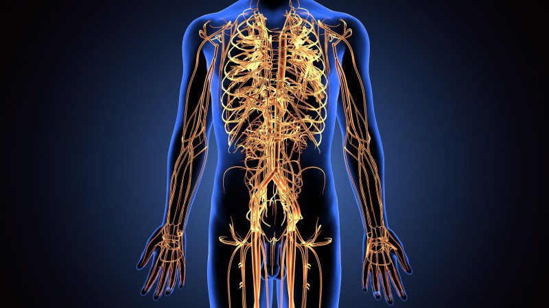 6 Supplements for Your Nervous System