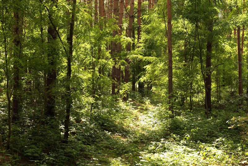 A Talk about Ticks and Lyme Disease