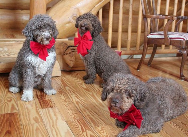 Addressing Exocrine Pancreatic Insufficiency (EPI) in Dogs