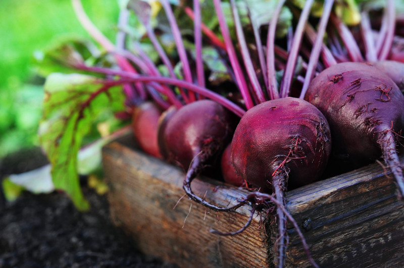Why Beets are Nature’s Powerhouse for Blood Pressure & Athletic Performance
