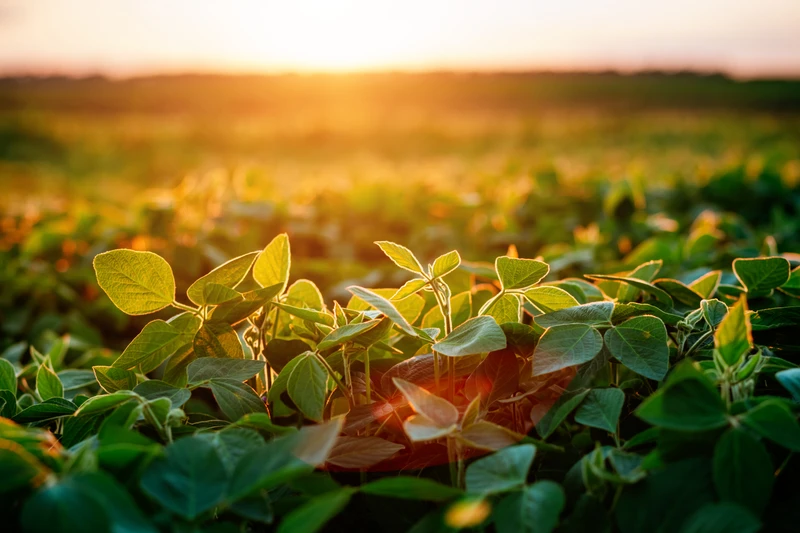 Singing the Praises of Unsung Supplements XX: Ipriflavone