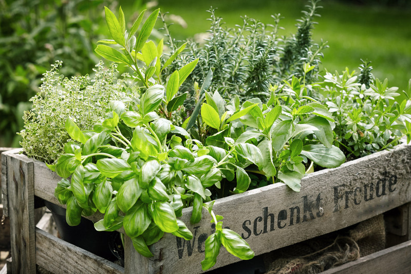 5 More Herb Supplements to  'Plant' in Your Pantry: Part II 5 More Herb Supplements to  'Plant' in Your Pantry: Part II