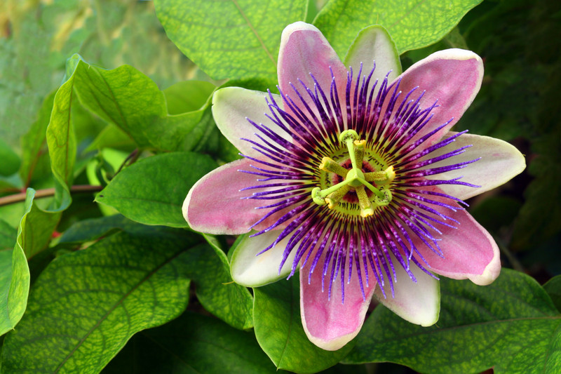 The Pleasant Benefits of Passion Flower The Pleasant Benefits of Passion Flower