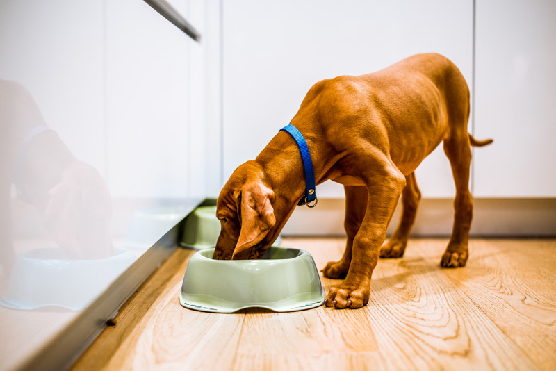 Let Pancreatic Enzymes Help Dogs with EPI
