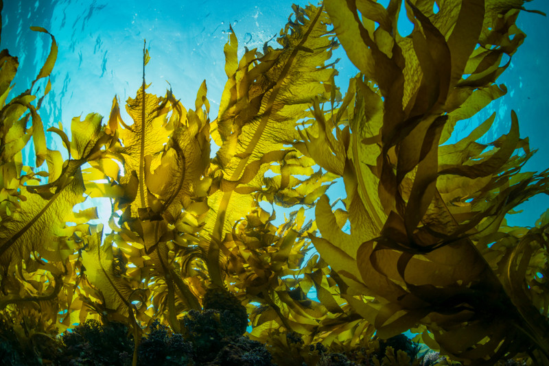 Iodine from Kelp for Thyroid Health Iodine from Kelp for Thyroid Health