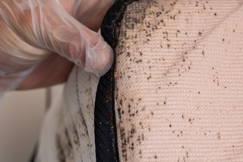Two Beneficial Remedies For Bed Bug Bites