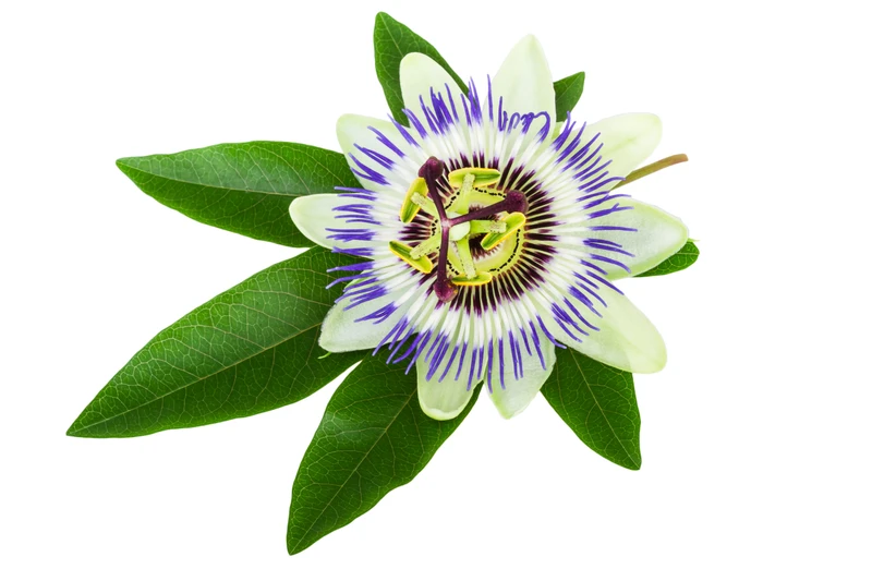 Presenting Gluten-Free Natural Remedies Part 6: Passion Flower
