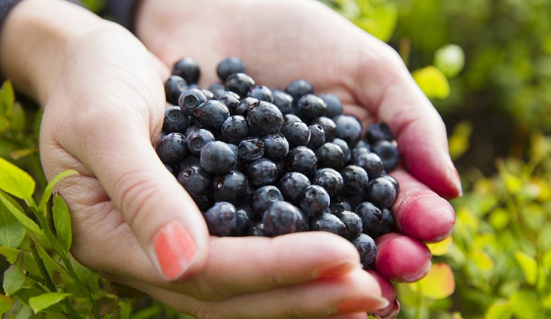 Blueberries Are Small but Offer Big Health Benefits
