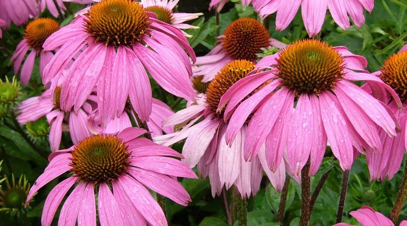 Echinacea -- Its Sources, Benefits and Uses | Featured Product Echinacea -- Its Sources, Benefits and Uses | Featured Product