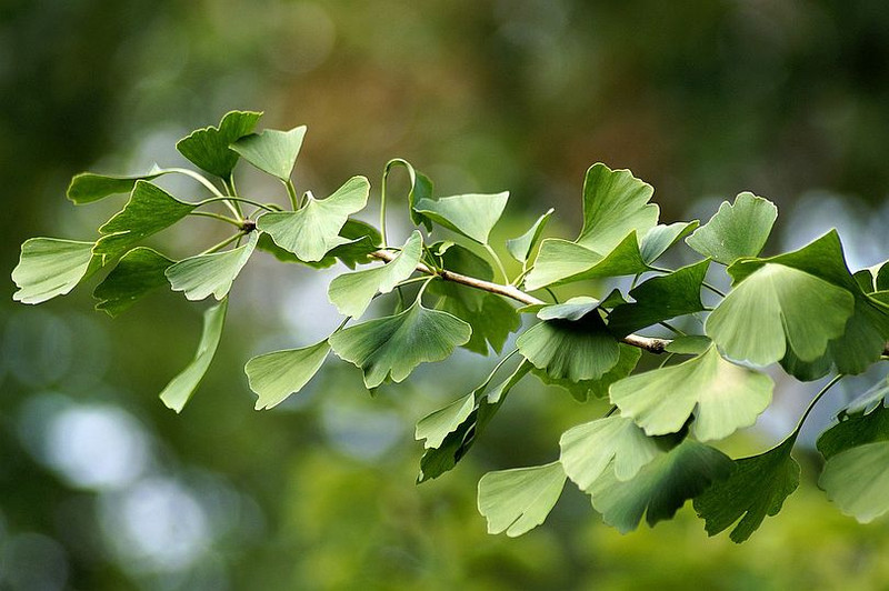 Gingko -- Its Sources, Benefits and Uses | Featured Product