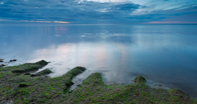 Blue Green Algae Powder, Klamath