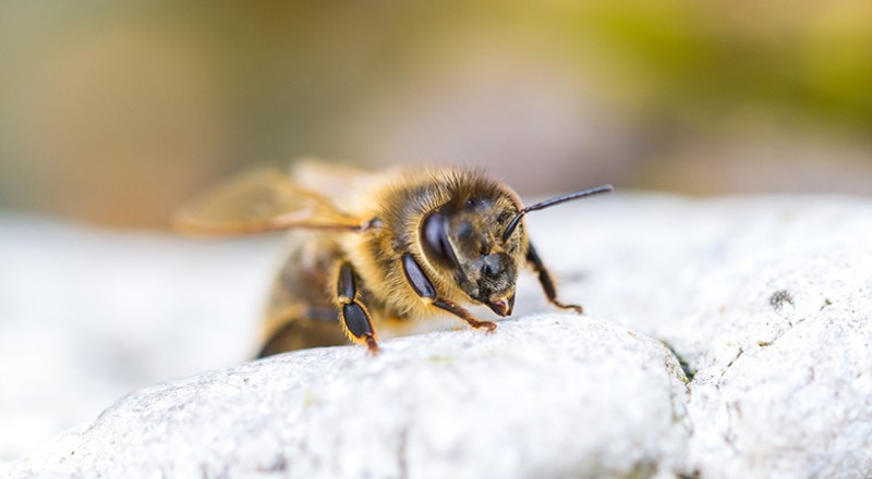 Know Your Bee Products and Their Beaucoup Benefits