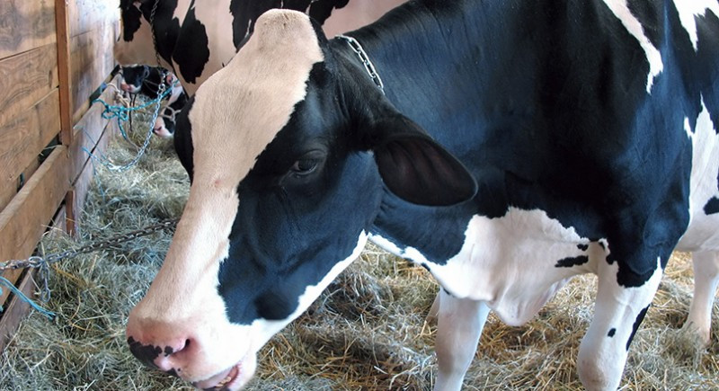 Lactose Intolerance: What Is It and What Are the Symptoms?