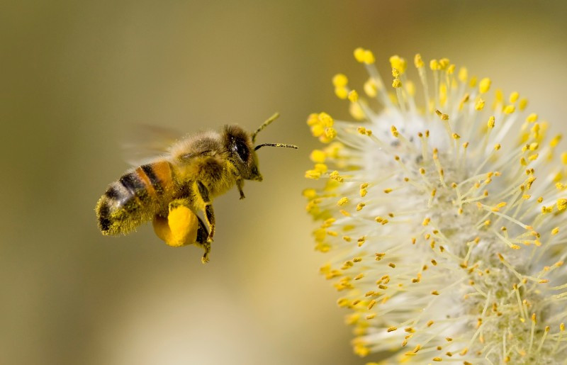 Let It Be Bee Products: Here Are A Few To Consider