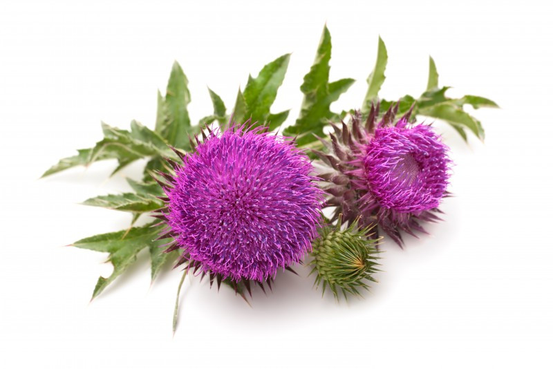 Milk Thistle: What Is It? (Hint: It's Not from a Cow!)