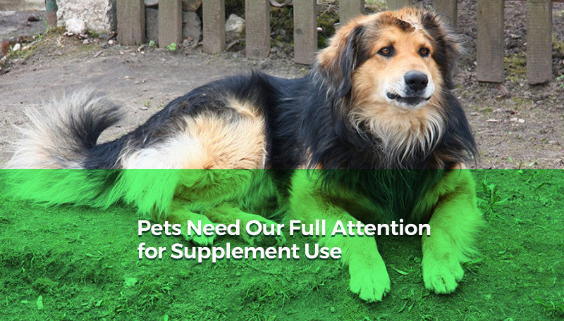 Pets Need Our Full Attention for Supplement Use